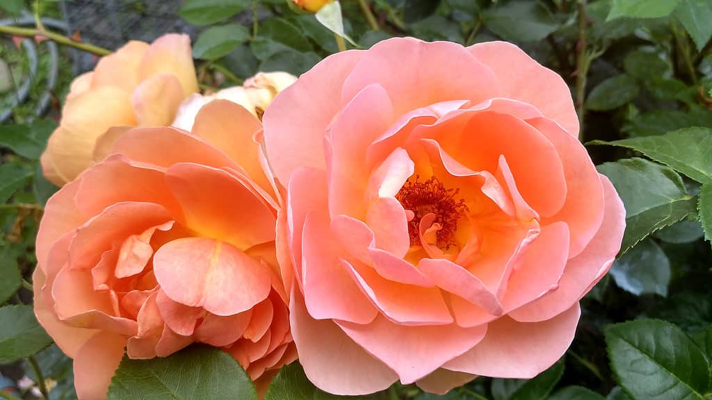 The coppery pink Pat Austin rose in a closeup against a green background