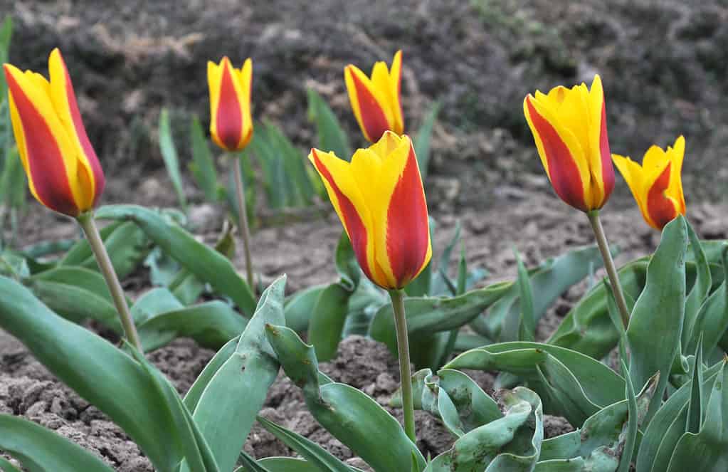 Red and yellow kaufmanniana tulips in bloom