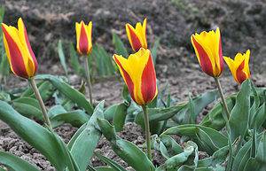 4 Tulips to Grow in Alabama Picture