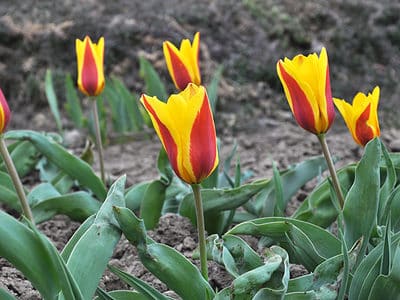 A 4 Tulips to Grow in Alabama