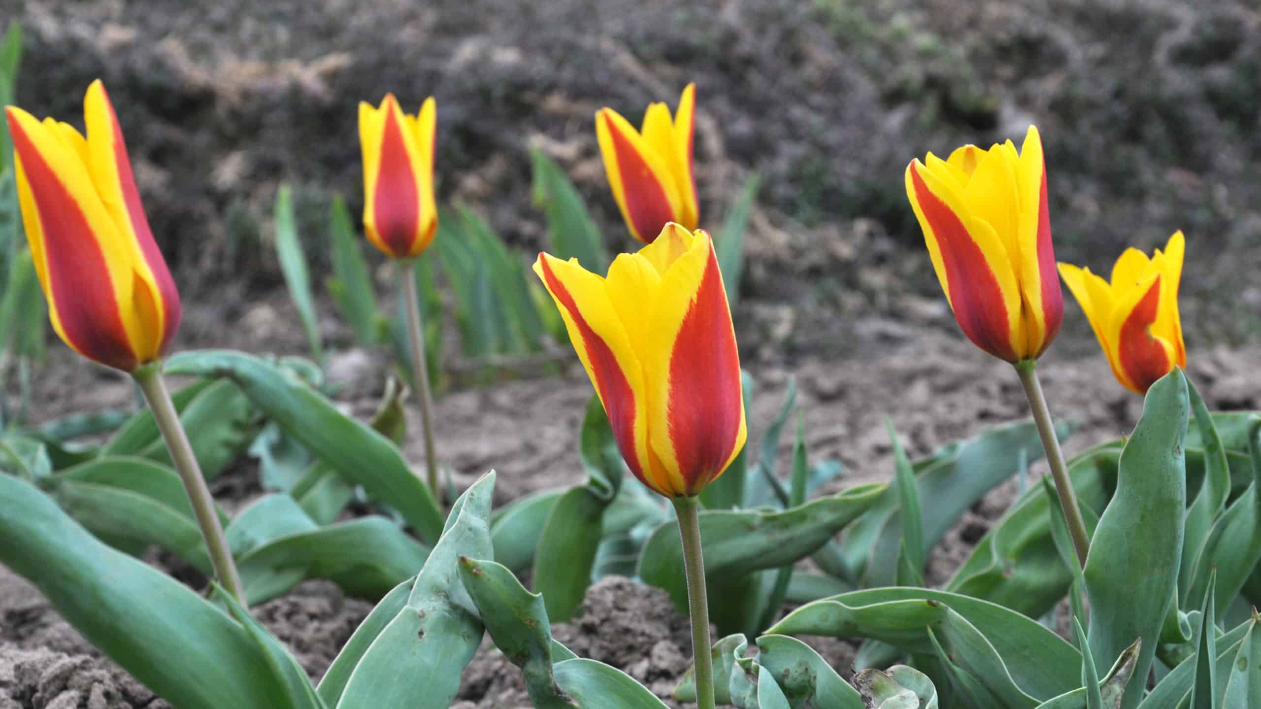 Red and yellow kaufmanniana tulips in bloom