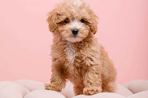 Maltipoo dog. Adorable Maltese and Poodle mix Puppy. Pink background
