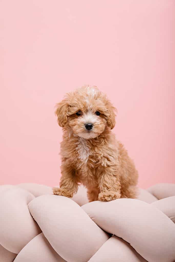 black and brown maltipoo