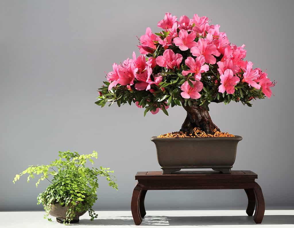 pink bonsai on stand next to other potted plant
