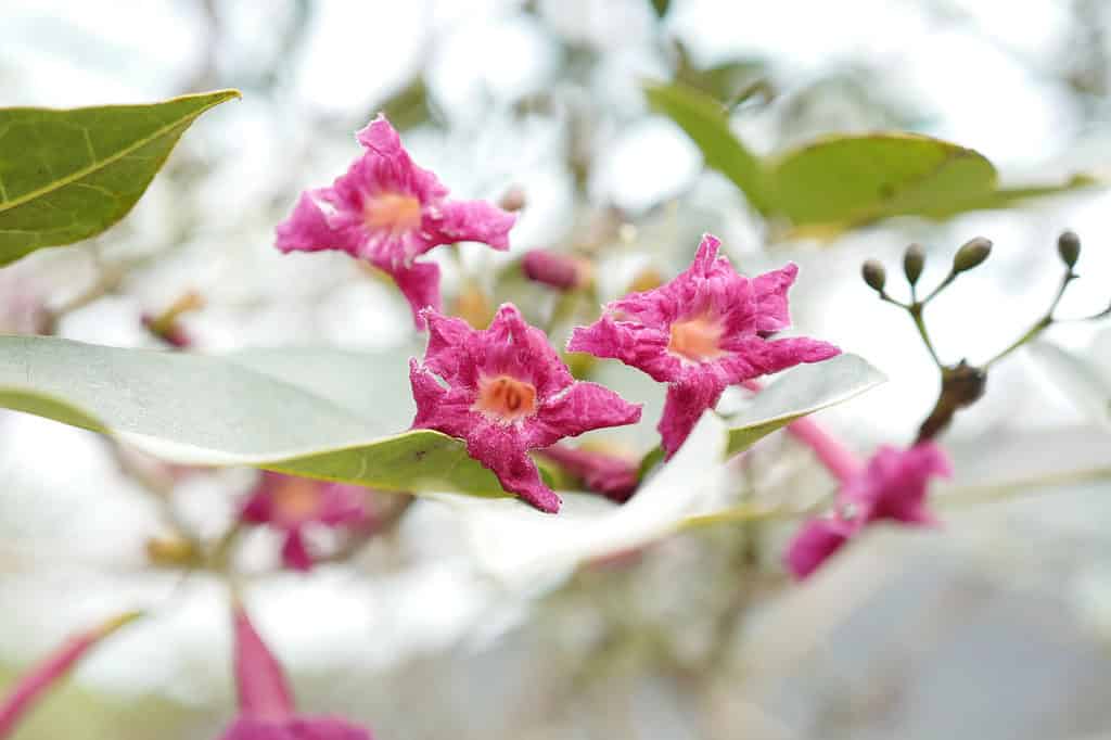 With its vibrant color, the roble cimarron is also called the blood-red trumpet tree.