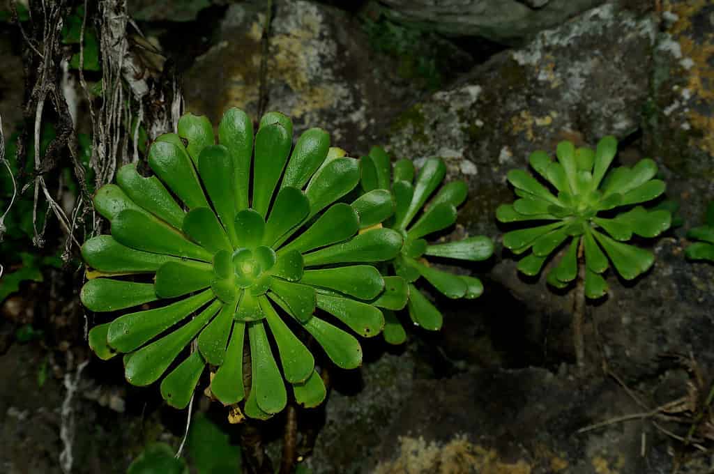 Large saucer plants growing out of rock