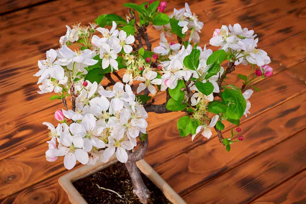 close up of blooming apple bonsai