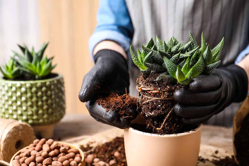 Save an overwatered succulent by replanting it in a new pot with fresh soil