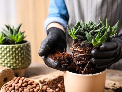 A What Soil Do Succulents Like?