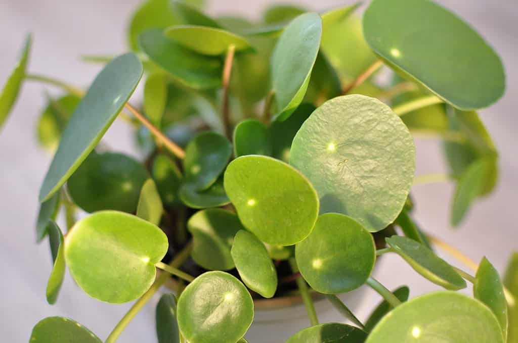 Full frame Chinese money plant against whit isolate. The plant consists of  flat  and somewhat concave round green leaves with a cream to yellow dot where the plant stem is connected. The leaves face all different directions and are of varying heights and sizes. 