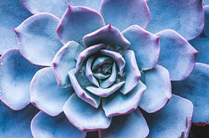 5 Types Of Rosette Succulents  Picture