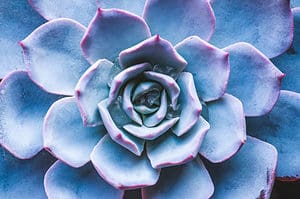 5 Types of Rosette Succulents  Picture