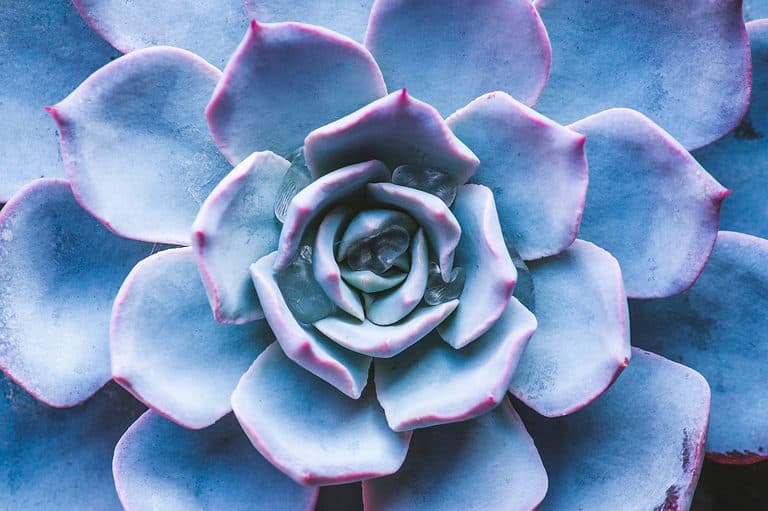 Succulent echeveria with colorful rosette