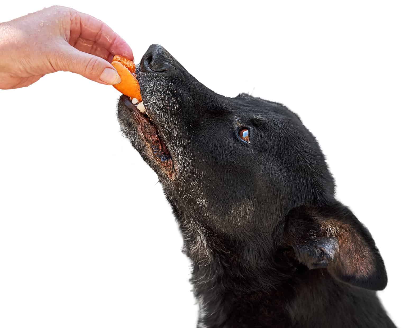 Can Dogs Eat Dried Apricots? AZ Animals