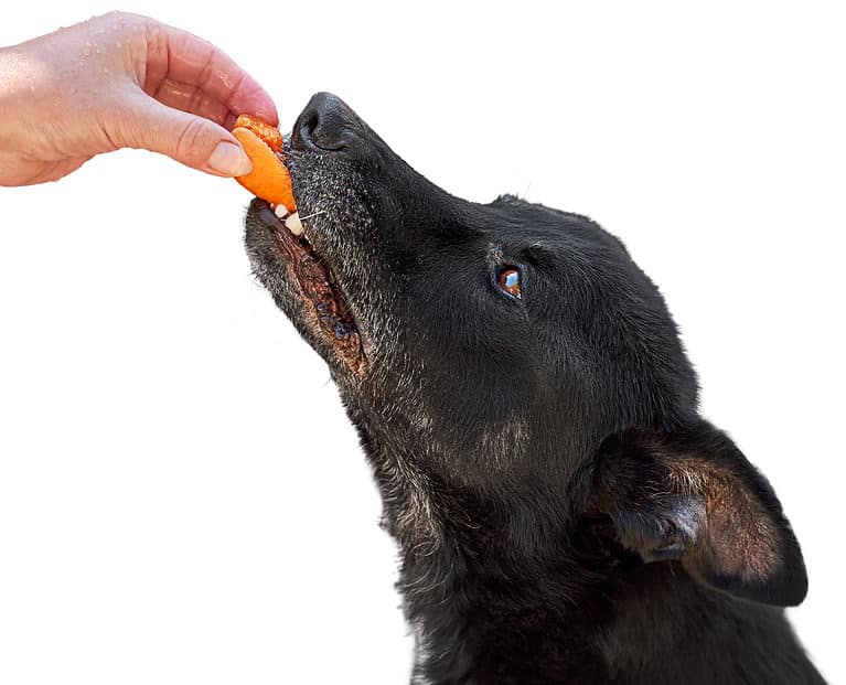 Dog eating an apricot