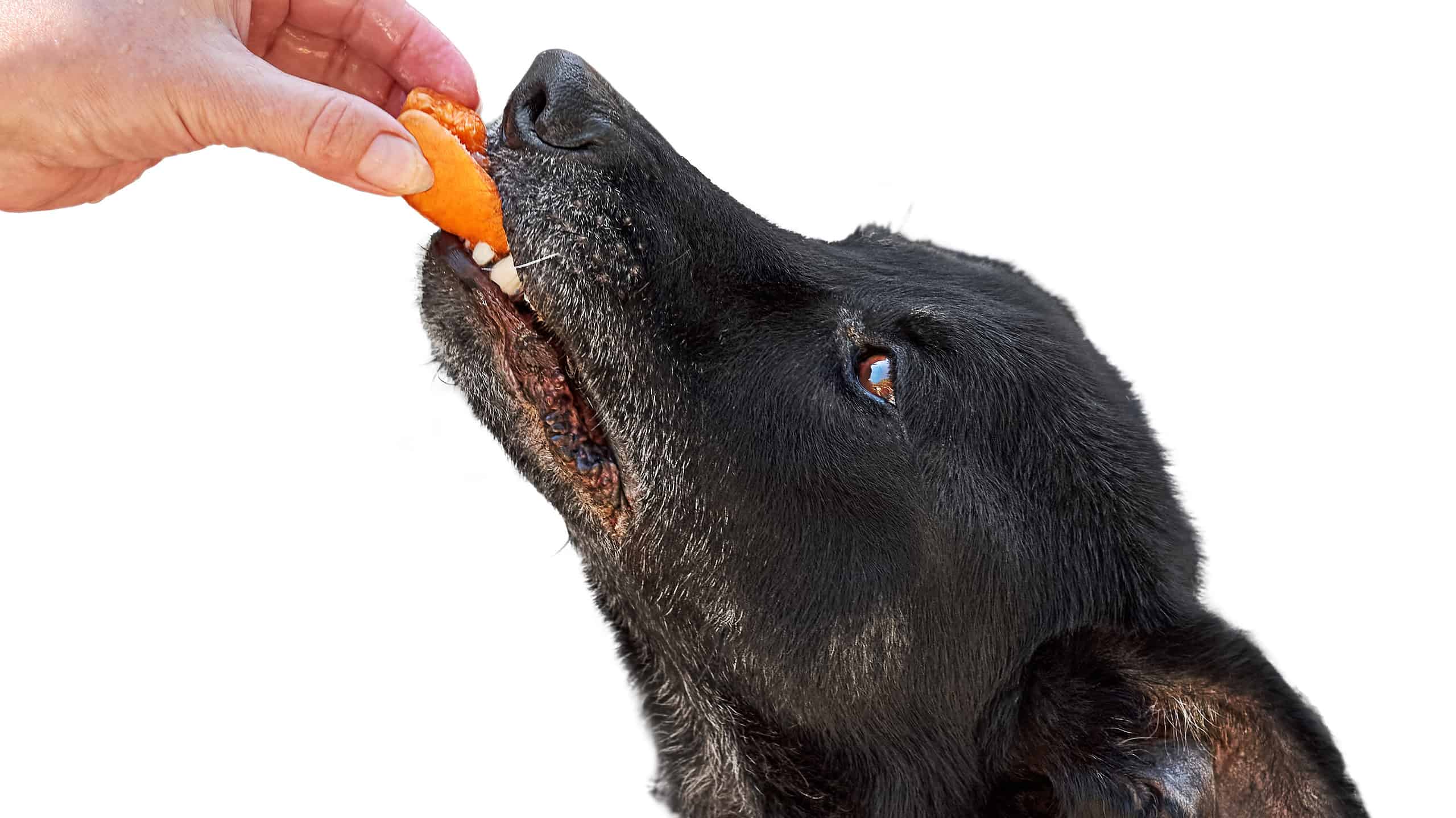 Can Dogs Eat Dried Apricots?