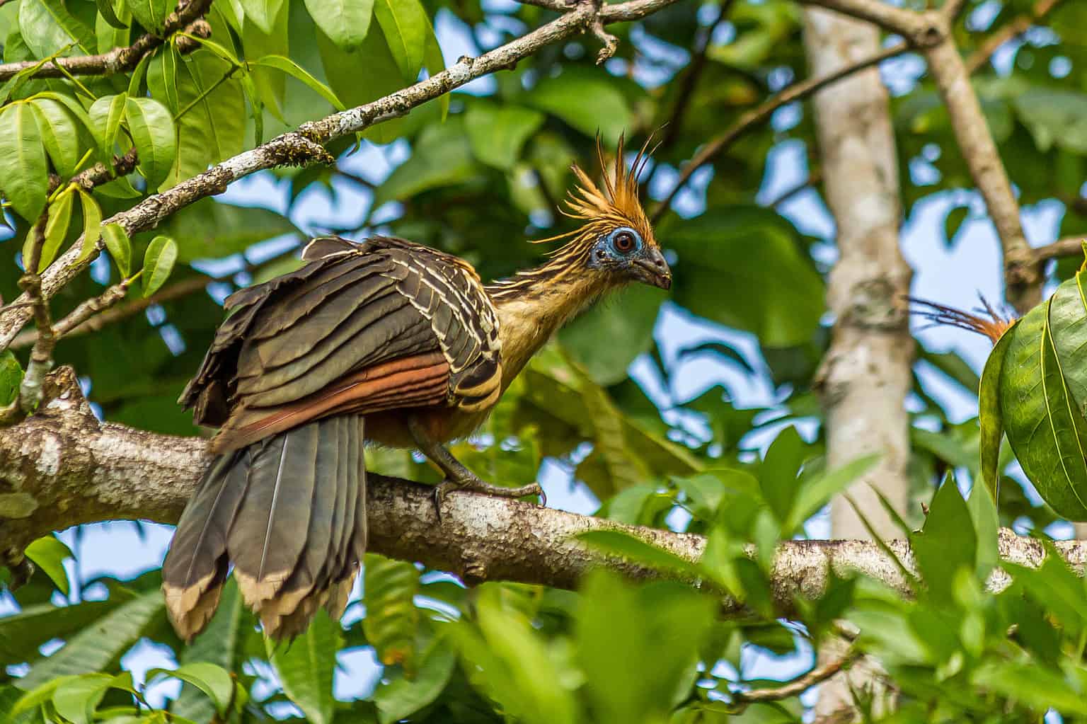 12 Colorful Types Of Rainforest Birds - A-Z Animals