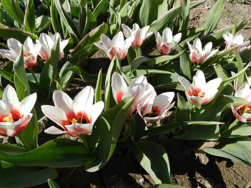 Red and creamy white Fosteriana tulips in the sun