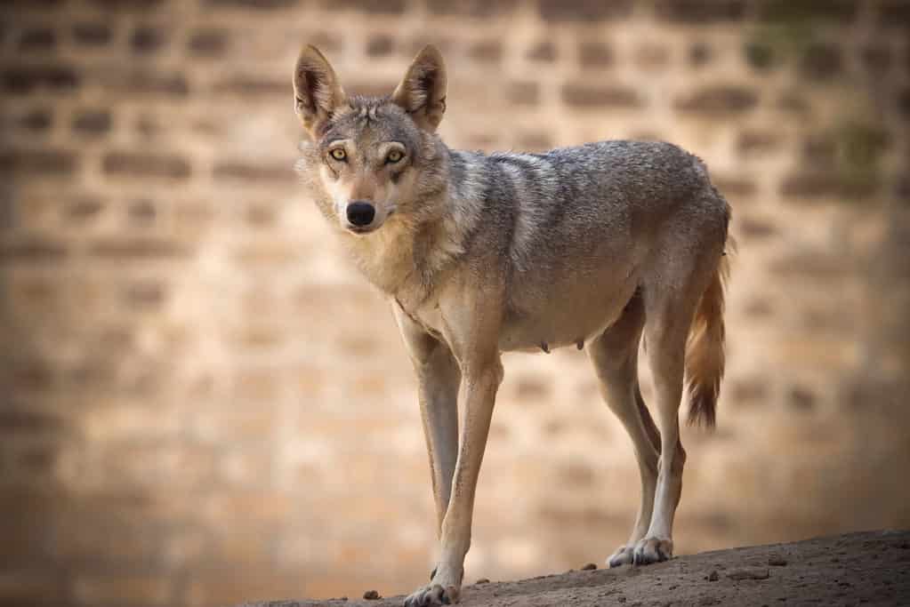 Wicked Looking Brown and Gray Wolf Dog Sizes L (175-180CM)