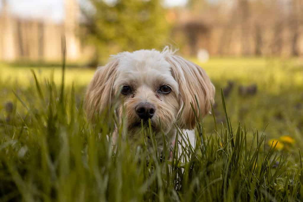 Mauxie in the grass