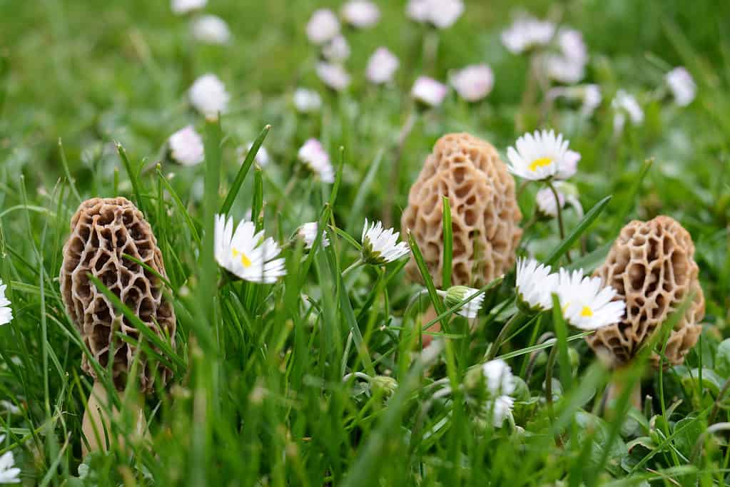 Morel mushrooms growing among flowers