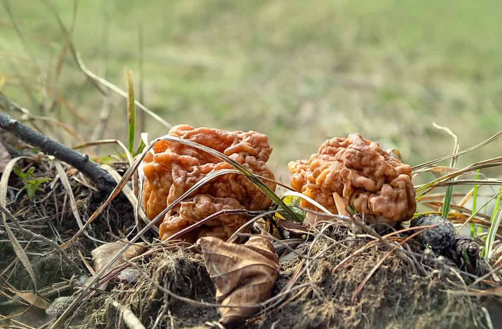 Gyromitra gigas (false morel) mushrooms growing in grass.