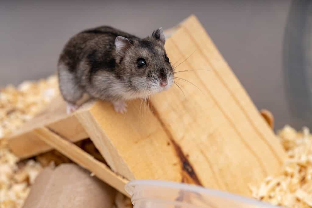 How to Care for a Pet Campbell's Dwarf Hamster