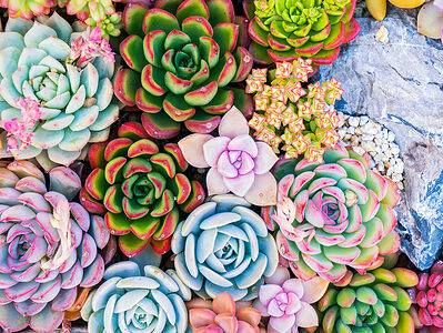 A 17 Types of Succulents