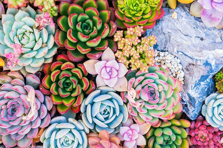Miniature succulent plants (succulent cactus) in a garden.