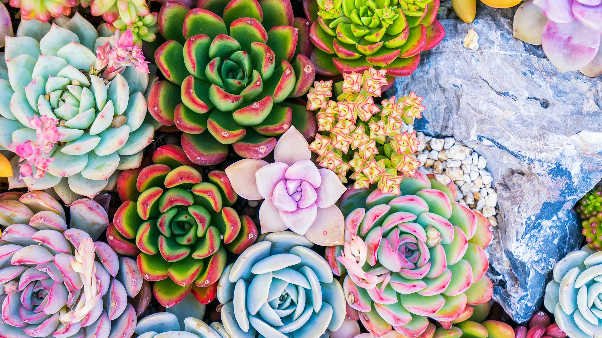 17 Types Of Succulents - A-Z Animals