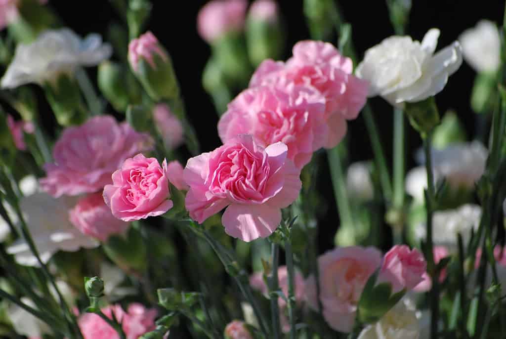 Pink and white carnations