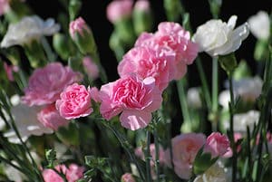 January Birth Flower: Symbolism and Meaning of Carnations Picture