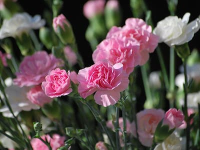 A January Birth Flower: Symbolism and Meaning of Carnations