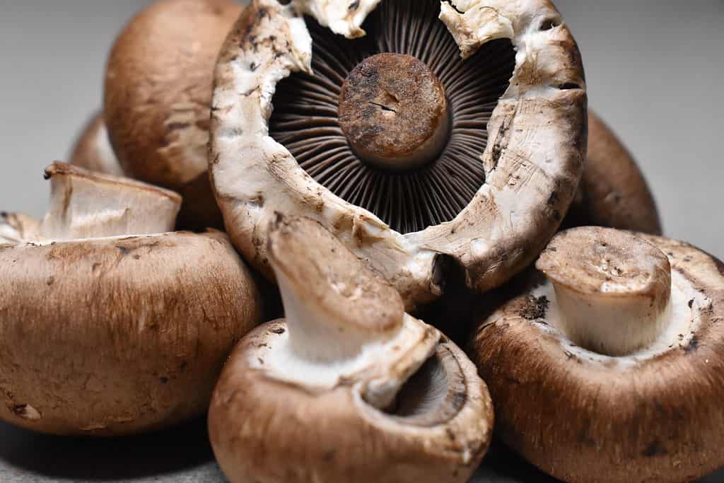 Baby bella mushrooms are harvested later than button mushrooms
