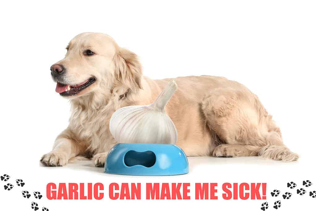 can dog have garlic bread