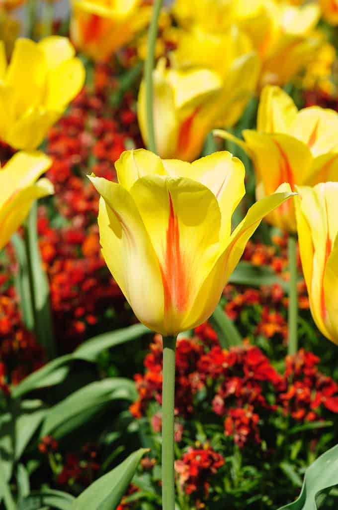 Yellow and red-accented Hocus Pocus tulips in a garden