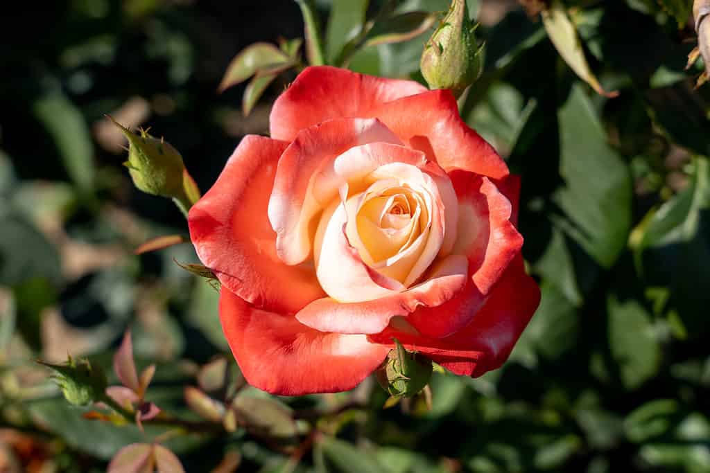 A closeup of the orange-red Gemini rose against a green garden backdrop