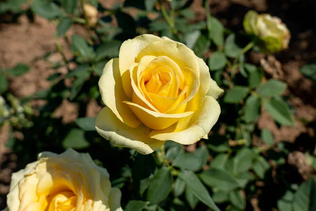 A closeup of the yellow and green St. Patrick rose