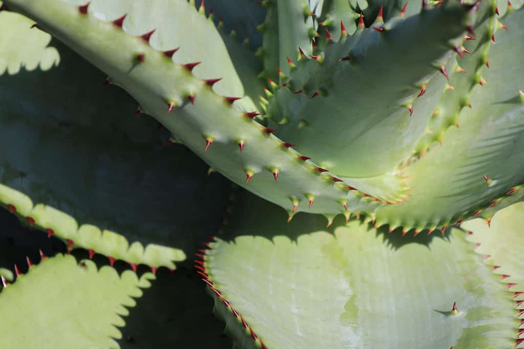Spiky aloe plant