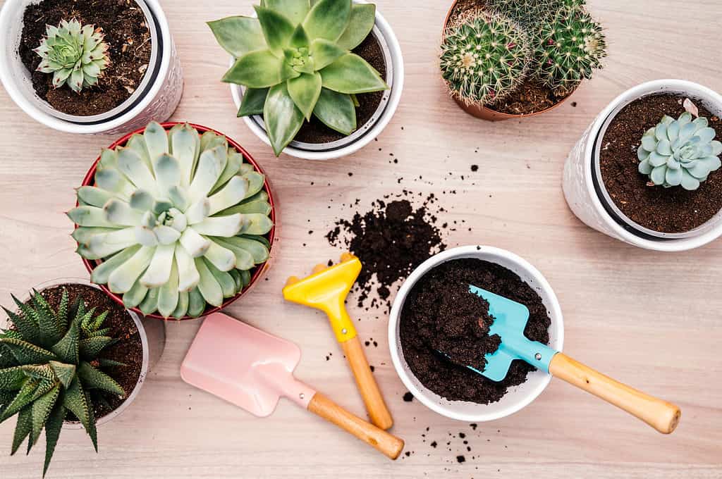 Potting up succulent plants. Home gardener transplanting plant in ceramic pots on the wooden table.