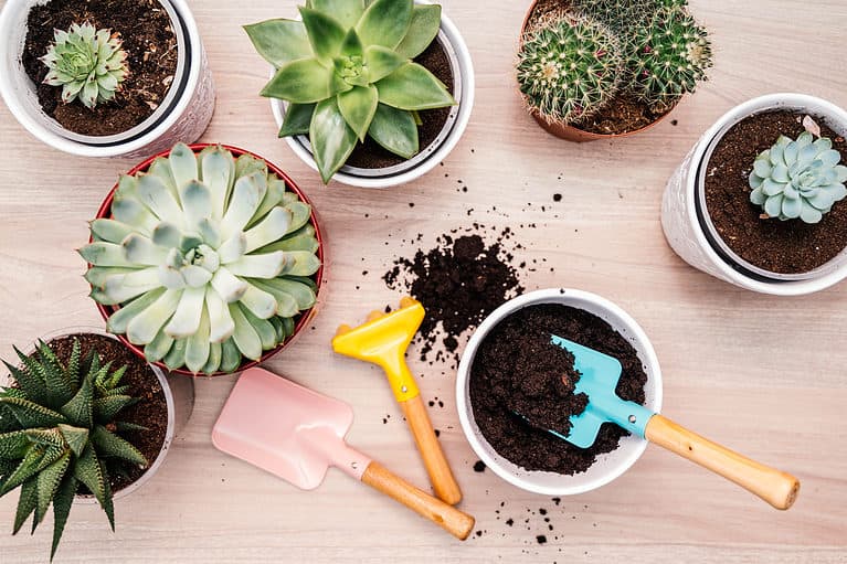 Potting up succulent plants. Home gardener transplanting plant in ceramic pots on the wooden table.