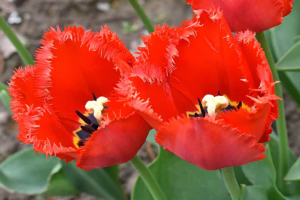 Bright red fringed tulip
