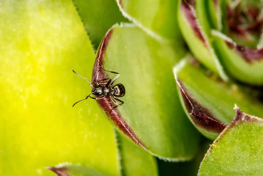Large black ant on green succulent