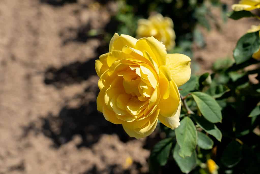 The yellow Ch-Ching! rose growing in a garden in Ontario, Canada.