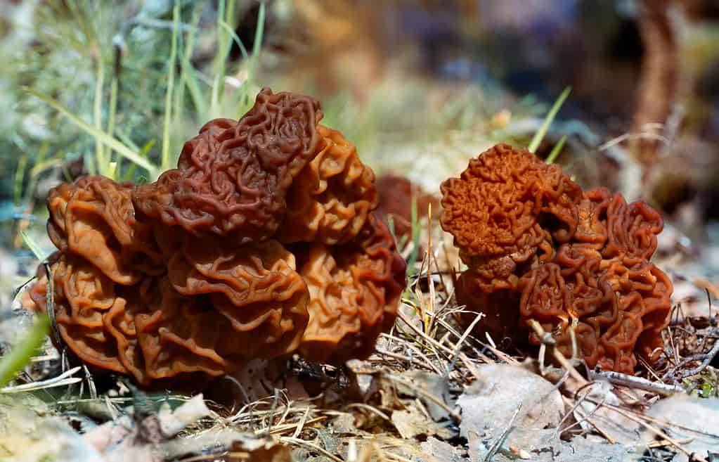 Gyromitra esculenta, false morels growing in the forest