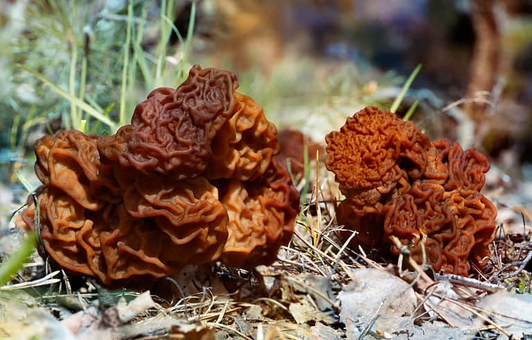 Gyromitra esculenta, false morels growing in the forest