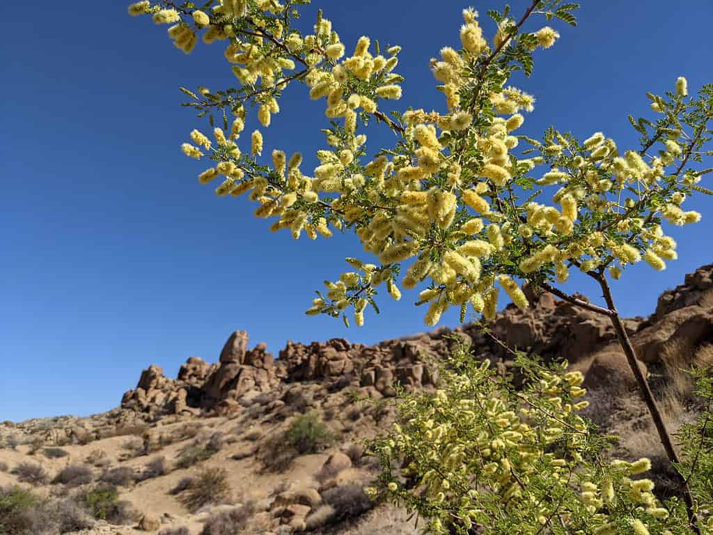 The catclaw acacia sprouts yellowish-cream colored flowers in the spring.