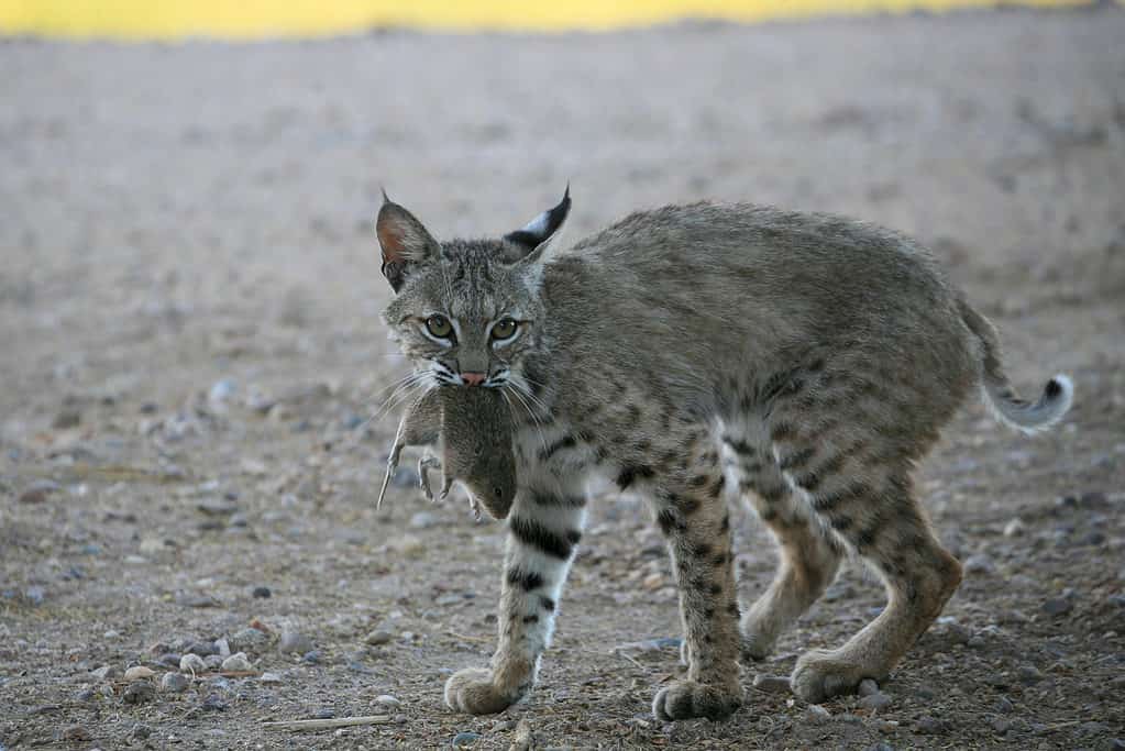 bobcat with a mouse
