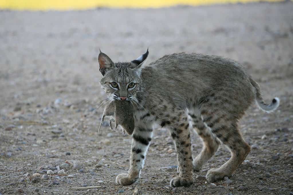 Squirrel Tries to Evade Bobcat's Attack - A-Z Animals