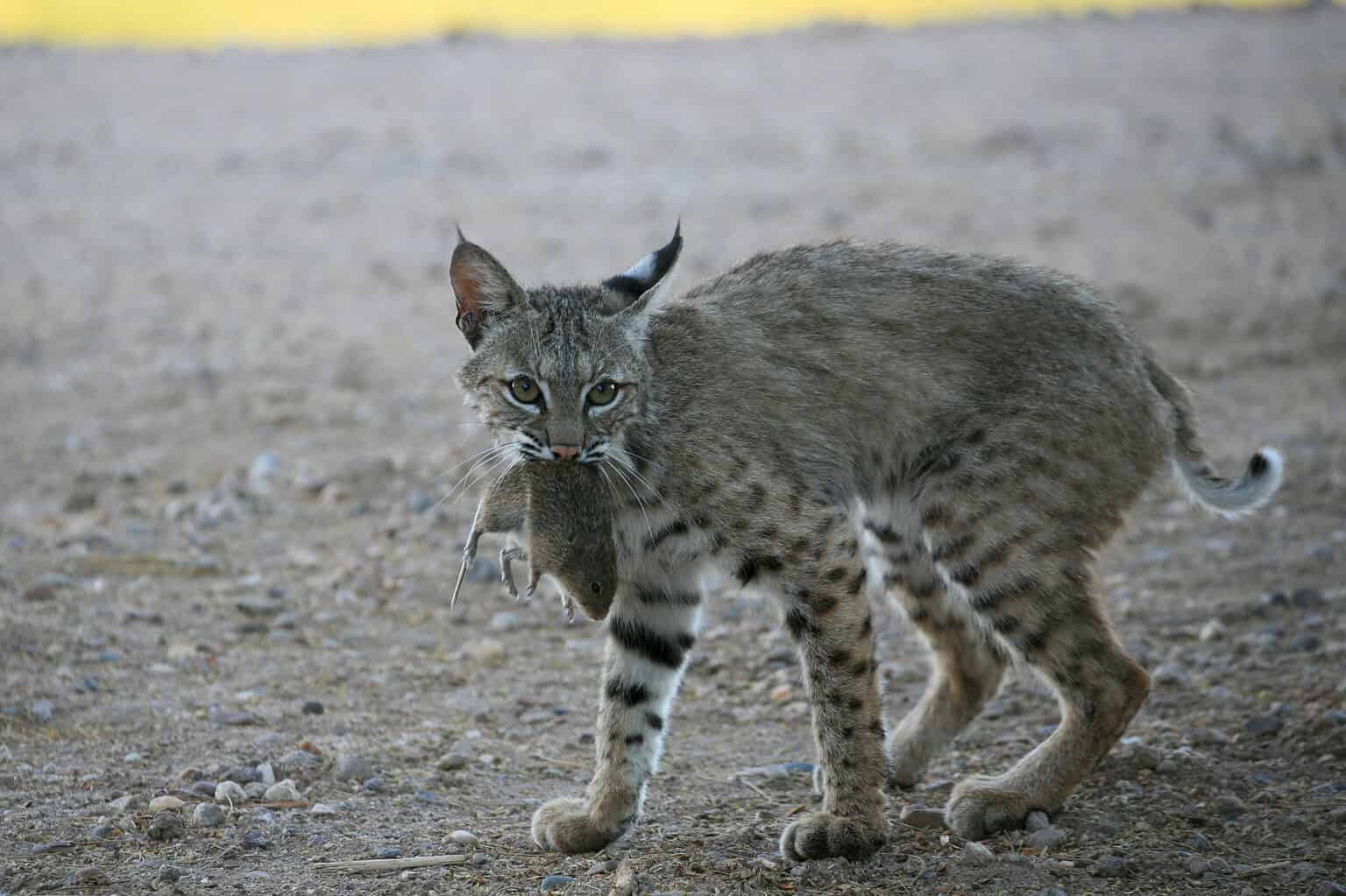 Bobcat Size Comparison: How Big Are Bobcats? - A-Z Animals